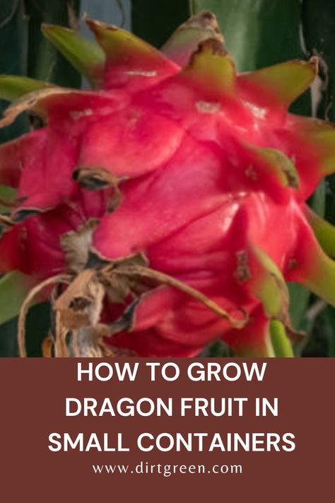 How to Grow Dragon Fruit in Small Containers Grow Dragon Fruit, How To Grow Dragon Fruit, Best Grass Seed, Dragon Fruit Plant, Night Blooming Flowers, Fruit Bearing Trees, Fruit Seeds, Citrus Trees, Tree Care