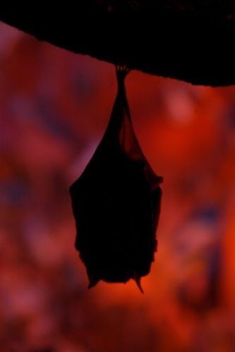 Bat Pictures, Bat Aesthetic, Manga Drawing Tutorials, Cute Bat, Creatures Of The Night, Witch Aesthetic, Perfect World, Animals Of The World, Cute Creatures