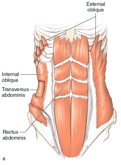 Oblique Muscles Anatomy, External Oblique Muscle, External Oblique, Oblique Muscles, Muscles Anatomy, Rectus Abdominis, Stomach Muscles, Muscle Abs, Muscle Anatomy