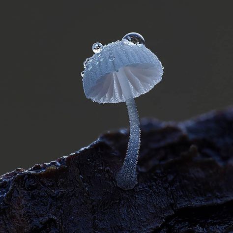 . 🍄 worldwide_mushrooms🍄 📷Congrats to @funginordic . . Tag & follow u Magical Photography, Mushroom Plant, Lichen Moss, Mushroom Pictures, Lions Mane, Lions Mane Mushroom, Mushroom Drawing, Plant Fungus, Contemporary Fantasy