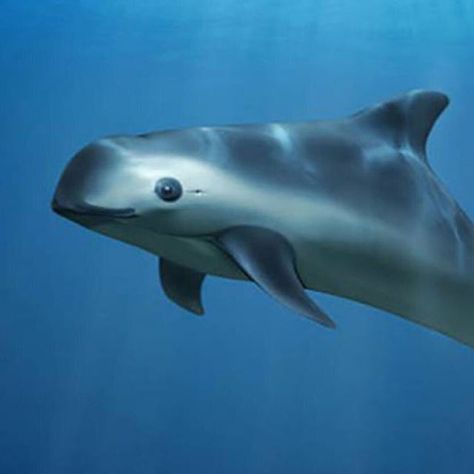 Well Beings on Instagram: “Can you name the world's rarest marine animal? . . . Meet the vaquita. This little porpoise was discovered in 1958, and it's already on the…” Whitetail Bucks, Wolf Pup, Beluga Whale, Rare Animals, Pet Rats, Endangered Animals, Ocean Creatures, Marine Animals, Killer Whales