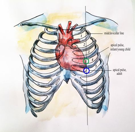 Location Apical Pulse Location, Apical Pulse, Nurse Study, Doppler Radar, Nurse Study Notes, Diy Clothes Hacks, Belmont Stakes, Vital Signs, Nursing Study