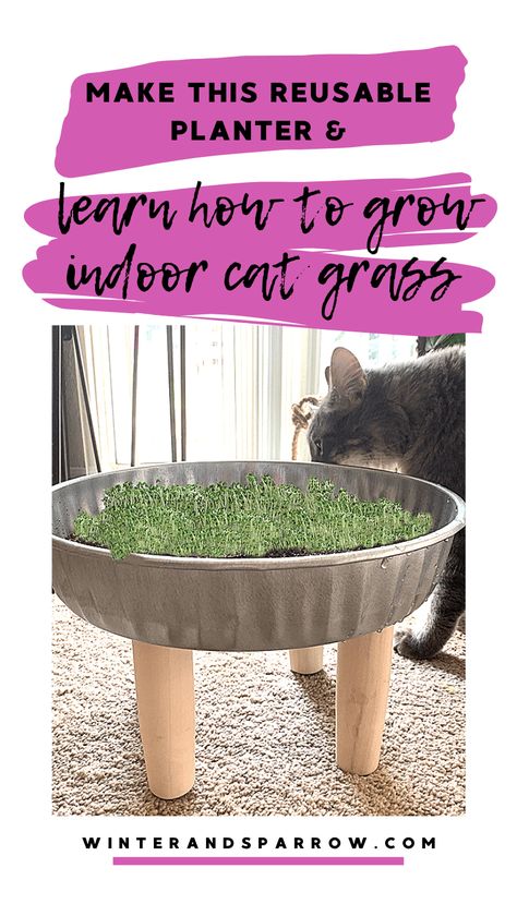 Cat Grass Indoor Ideas, Grass For Cats, Cat Grass Indoor, Indoor Cat Garden, Cat Spirit Animal, Cat Patio, Diy Cat Tree, Cat Wall Furniture, Cat Grass