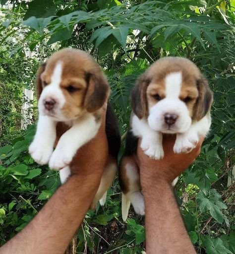 Beagle Puppies for Sale in India, Beagle Dog Buy Online in India, Beagle for Sale in Delhi , Buy Beagle Puppies online at Lowest Price, Top Quality Beagle Puppies Available for Sale Beagles For Sale, Beagle Dogs, Beagle Puppies, Beagle Puppy, Old Shows, Puppy For Sale, Beagle Dog, Dog Kennel, Dogs Puppies