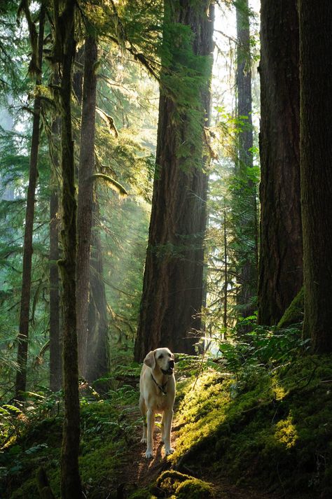 She isn't a puppy, but I think my dog liked seeing the Oregon woods for the first time - Imgur Golden Retriever Silhouette, Sacred Grove, Golden Lab, Oregon Forest, Golden Labs, Golden Labrador, Huge Dogs, Yellow Labrador Retriever, Dog Heaven