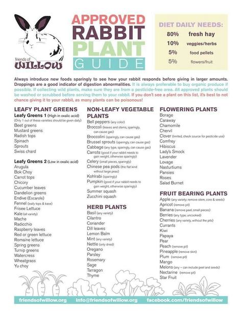 Plant- Veggie guide: rabbit approved Flemish Giant Rabbit, Rabbit Diet, Pet Rabbit Care, Somebunny Loves You, Giant Rabbit, Meat Rabbits, Rabbit Treats, Flemish Giant, Raising Rabbits