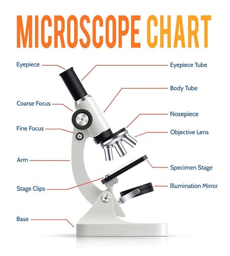 Microscope Parts, Body Tube, Infographic Presentation, Microscope Slides, Medical Laboratory Science, Math Stem, Microscopes, Laboratory Science, Medical Laboratory