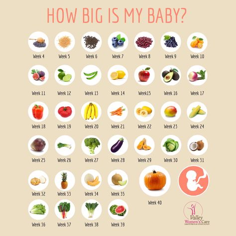 How big is my baby How Big Is Baby Week By Week, Baby At 4 Weeks, Baby Size By Week, Med Quotes, Baby Week By Week, Safe Meals, Size Of Baby, Baby Weeks, Pregnancy Calendar