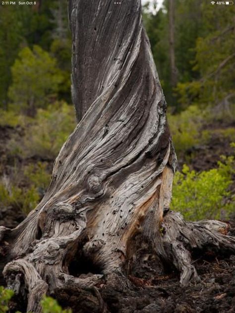 Fallen Tree Trunk, Twisted Tree Trunk, Tree Trunk Ideas, Rotting Tree, Twisting Tree, Tree Reference, Tree Hole, Hole In The Ground, Tree Texture