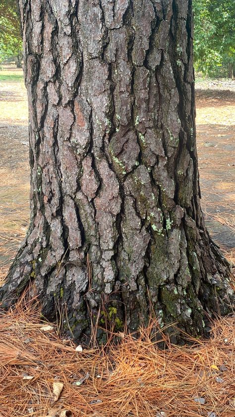 Bakgerand Photo, Tree Bark Texture, Tree Drawings Pencil, Pencil Drawing Tutorials, Wood Burning Crafts, Gouache Art, Beautiful Images Nature, Landscape Artwork, Nature Tree