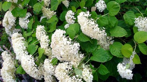 How To Make A DIY Hydrangea Support To Prevent Drooping - House Digest Hydrangea Support, Diy Hydrangea, Annabelle Hydrangea, Hydrangea Leaves, Planting Hydrangeas, Plant Supports, Big Flowers, Garden Center, Hydrangea