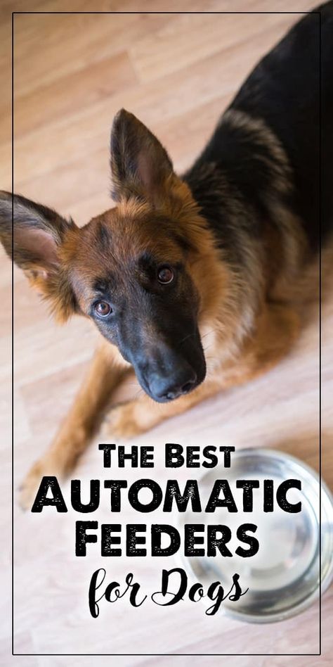 The Best Automatic Feeders for Dogs - The Dogington Post Dog Feeder Automatic, Gravity Feeder, Automatic Feeder, Creature Of Habit, Dog Feeder, Healthy Pets, Pet Feeder, Meal Time, Be Perfect