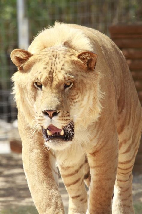 A MALE LIGER.---- A liger is the offspring between a male lion and a female tiger. It looks more like a giant lion with subtle diffused stripes. Ligers are enormous because a male lion has a growth gene and the female (lioness) has a growth inhibitor,  BUT THE FEMALE TIGER DOESN'T HAVE A GROWTH INHIBITER. Female Lioness, Giant Lion, Female Tiger, Photos Animals, Hybrid Cat, The Offspring, Male Lion, Exotic Cats, Kinds Of Cats