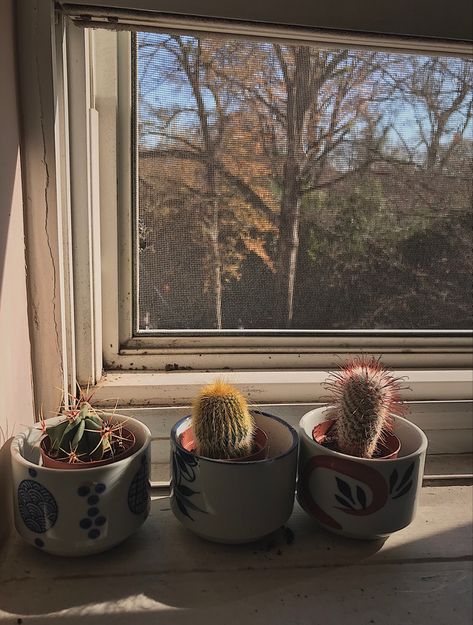 Small cactuses sitting on a windowsill Plant Mama, Tiny Cactus, Indoor Cactus, Tiny Plants, Plant Aesthetic, Images Esthétiques, Beautiful World, Cactus, I Love