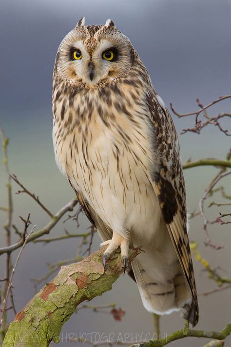 Short Eared Owl by Tony House on 500px Short Eared Owl, Nocturnal Birds, Owl Photography, Owl Photos, Power Animal, Hoot Owl, Owl Pictures, Beautiful Owl, Great Horned Owl