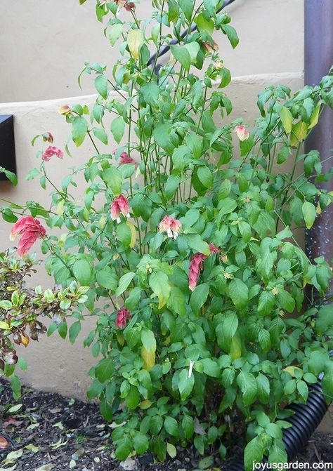 Shrimp Plant needs a good pruning once a year to prevent it from becoming a twiggy, spindly mess with flowers much smaller than we prefer them to be.     Oh my yes, this plant is very appropriately named.  This beauty with the shrimp-like flowers gives a tropical feel to the garden and blooms like crazy, almost all year long here in Southern California.  Shrimp Plant needs a good pruning once a year to prevent it from becoming a twiggy, spindly mess with flowers much smaller than we pref… Shrimp Plant, Garden Frogs, Gardening 101, Magnolia Leaves, Pollinator Garden, Jade Plants, Garden Care, Pretty Plants, Plant Needs