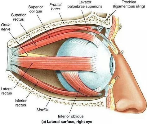 Eye Eye Facts, Eye Anatomy, Human Body Anatomy, Muscle Anatomy, Human Anatomy And Physiology, Medical Studies, Medical Anatomy, Anatomy Physiology, Anatomy Study