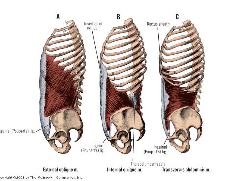 Oblique Anatomy, Hip Muscles Anatomy, External Oblique, Body Muscle Anatomy, Transverse Abdominis, Anatomy Skeleton, Anatomy Flashcards, Human Anatomy For Artists, Anatomy Bones