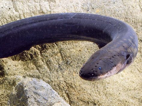 Electric fish, a group encompassing almost 350 species, possess the remarkable ability to generate and detect electrical signals.… Electric Eel, Cool Animals, Electric Shock, Survival Skills, Natural Environment, The Science, Animal Kingdom, South America, Remote Control