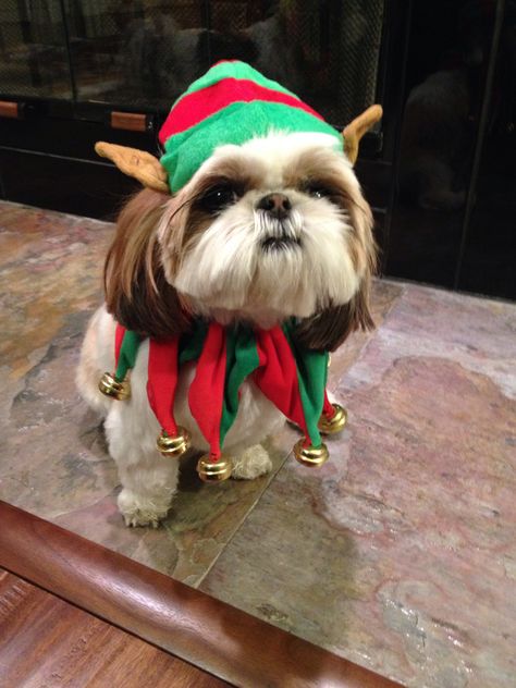 Chloe the Christmas elf - Jesse and Carlee have the same outfit :) Dog Christmas Clothes, Perro Shih Tzu, Christmas Dog Outfits, Shitzu Puppies, Cute Dog Clothes, Dog Christmas Card, Dog Birthday Cake, Dog Clothes Patterns, Dog Halloween Costumes