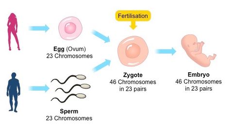 Reproduction , Types of sexual reproduction ( Conjugation , Reproduction by sexual gametes ) Types Of Asexual Reproduction, Inquiry Project, Science Inquiry, Environmental Change, Fashion Terms, Vintage Poster Design, Science Project, Reproductive System, Flow Chart