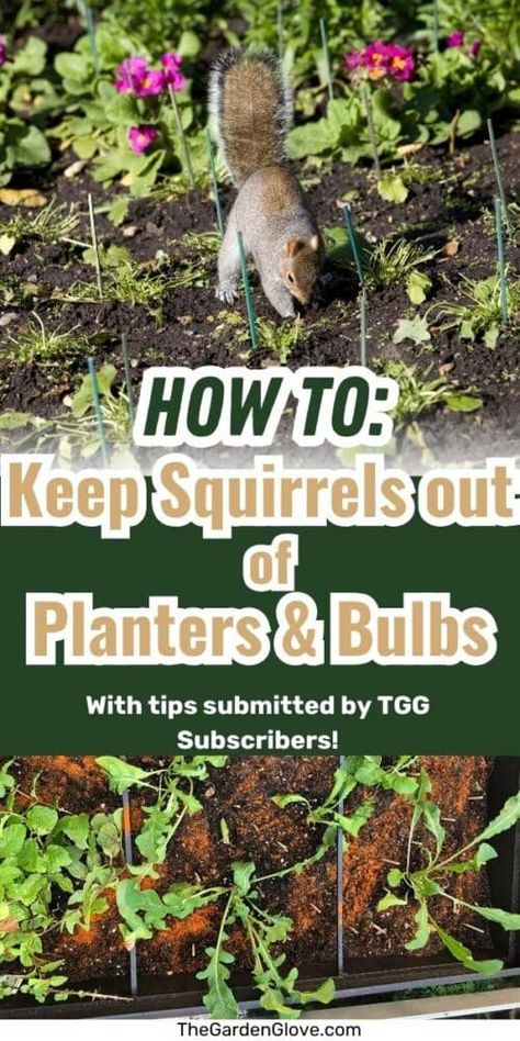 How to Keep Squirrels out of Potted Plants and Bulbs Squirrel Repellent, Plant Cages, Container Herb Garden, Garden Spheres, Homestead Gardens, Growing Gardens, Diy Raised Garden, Raised Garden Beds Diy, Diy Gardening