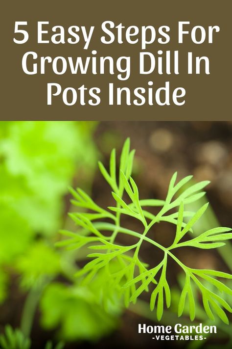 Are you planning on growing dill in pots inside? From planting to maintenance, learn everything on how to successfully grow dill indoors here in this article. How To Grow Dill In A Pot, Growing Dill Indoors, Growing Dill In A Container, Growing Dill From Seed, Planting Dill, Growing Herbs Outdoors, Growing Dill, Grow Dill, How To Grow Dill