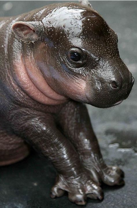 Baby Hippo ~ No fluff here... Baby Hippopotamus, Cuddly Animals, Hippopotamus, Cute Creatures, Sweet Animals, On The Ground, Animal Planet, 귀여운 동물, Animals Friends