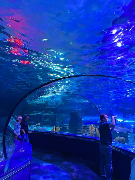 Ripley’s Acquarium in Myrtle Beach was a must-do #travel #beach #vacation #aesthetic #fun #summer Beach Date Aesthetic, Mrtyle Beach, Myrtle Beach Aesthetic, Mya Core, Beach Vacation Aesthetic, Myrtle Beach Things To Do, 50 States Travel, Myrtle Beach Trip, Beach 2024