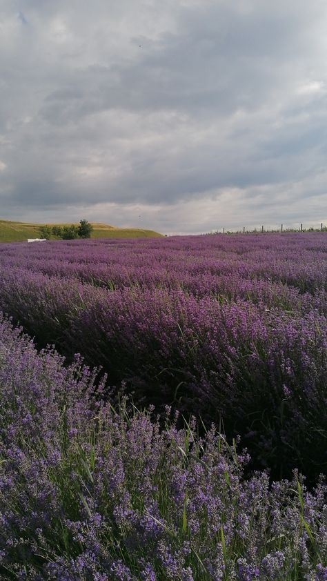 Lavender
Sky
Clouds Lavender Field Aesthetic Wallpaper, Saint Sierra Simone Aesthetic, Lavender Fields Aesthetic, Lavender Field Wallpaper, Lavender Field Aesthetic, Elizabeth Lavenza, Sierra Simone, Country Looks, Flower Meadows