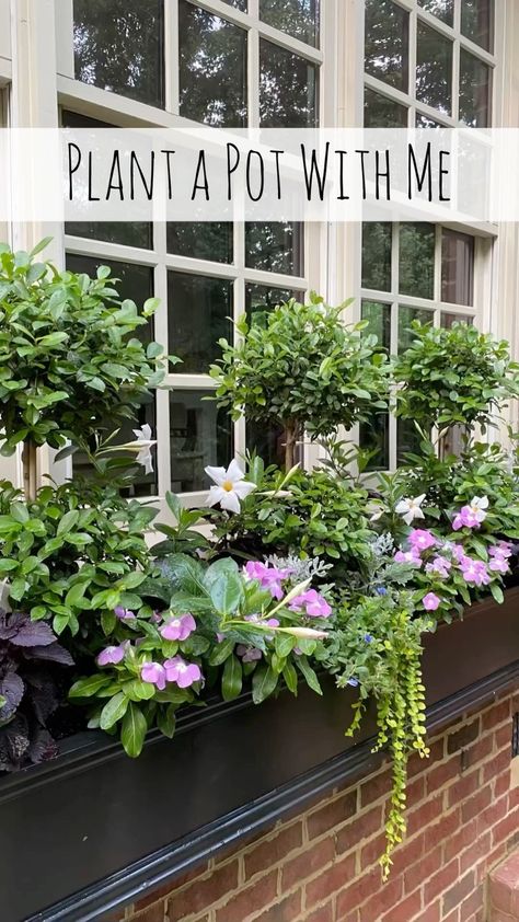 Hayrack Window Boxes, Boxwood Window Boxes, Eugenia Topiary, Creeping Jenny, Container Garden Design, Dusty Miller, Window Boxes, Window Box, Outdoor Fun