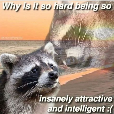 @abbyroberts.on instagram Raccoon Memes, Awesome Possum, Text Memes, Cute Raccoon, Raccoon Funny, Magnum Opus, Trash Panda, Silly Animals, Racoon