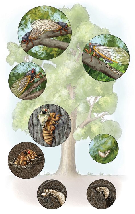 Cicada Life Cycle Illustration by SayoStudio | Directory of Illustration Life Cycle Illustration, Cycle Illustration, Website Infographic, Animation Nature, Tree Nymph, Insect Life Cycle, Science Images, Science Illustration, Exhibit Design