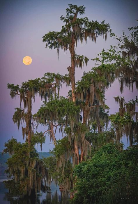 Southern Us Aesthetic, Louisiana Swamp Aesthetic, Antebellum Aesthetic, Swamp Louisiana, Florida Gothic, Conscious Communication, Louisiana Swamp, Louisiana Bayou, Southern Magnolia