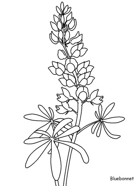 http://coloringpagesplus.com/flowers/free-coloring-flowers-bluebonnet.gif Blue Bonnets Drawing, Blue Bonnet Drawing, Bluebonnet Drawing, Jessie Tattoo, Painting Bluebonnets, Blue Bonnet Flower, Bluebonnet Photos, Bluebonnet Tattoo, Texas Painting