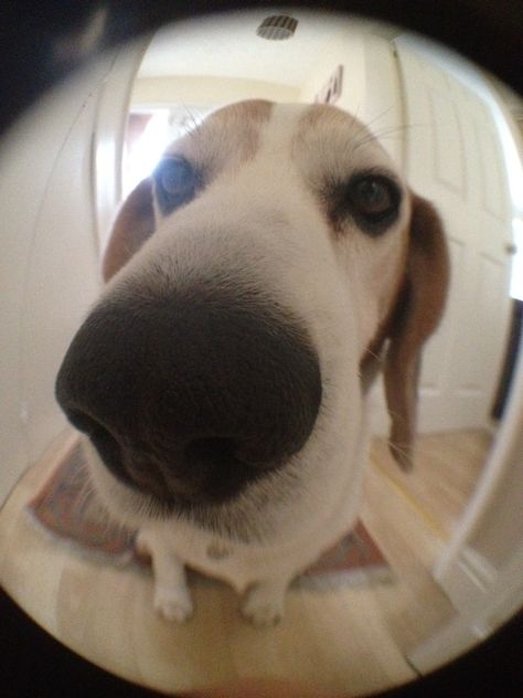 Fish Eye Dog Pfp, Dog Fisheye Lens, Dog Fish Eye Lens, Dogs With Big Noses, Big Nose Dog, Dog Fisheye, Fish Eye View, Fish Eye Effect, Big Dogs Breeds