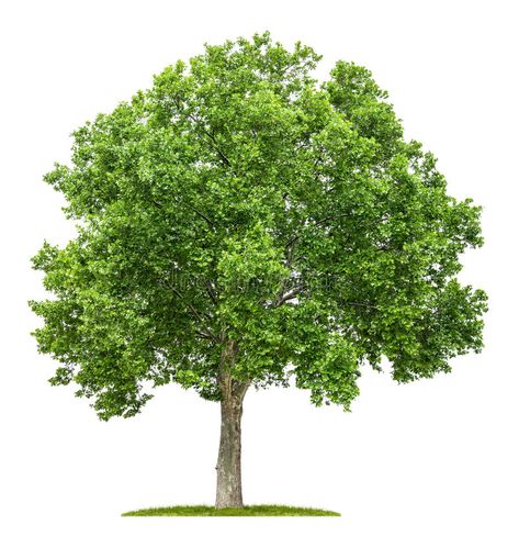 Plane tree on a white background. Isolated plane tree on a white background , #Ad, #white, #tree, #Plane, #plane, #Isolated #ad Plane Tree, Model Train Scenery, Scenic Design, White Tree, Landscape Architect, Model Trains, Life Images, Garden Landscaping, White Background