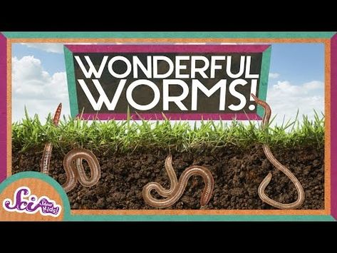 (320) Worms Are Wonderful | Amazing Animals | Backyard Science | SciShow Kids - YouTube Superworm Activities, Backyard School, Backyard Science, Science Presentation, Letter W Activities, Science Kindergarten, Free Educational Websites, Learning Websites For Kids, Garden School