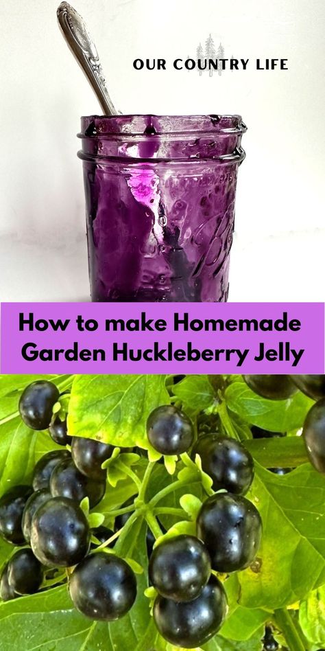 🍇🍯 Get ready to elevate your jelly game with our homemade garden huckleberry jelly recipe. Not your ordinary berries, these tart gems can add a unique twist to your preserves. Find out how to make this sweet delight and impress your taste buds today! 🌱🍓✨ #JellyGameStrong #GardenHuckleberryJelly #HomemadeDelight #OurCountryLife Garden Huckleberry Jam, Huckleberry Jalapeno Jelly, Garden Huckleberry Recipes, Huckleberry Jelly Recipe, Fresh Huckleberry Recipes, Huckleberry Jam Recipe, Garden Huckleberry, Honeysuckle Jelly, Huckleberry Recipes