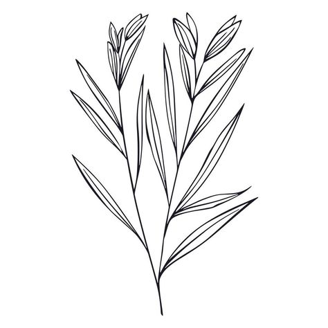 Lemongrass ,or lemongrass, cymbopogon, simple line drawing. Silky heads, citronella grass. Hand drawn illustration Lemongrass Plant, Simple Line Drawing, Plant Sketches, Simple Line Drawings, Tree Saw, Hand Drawn Illustration, Heart Tree, Cityscape Photos, Drawn Illustration