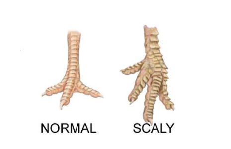 Scaly Leg Mites In Chickens, Mites In Chickens, Mites On Chickens, Herbs For Chickens, Hen Coop, Chicken Coop Garden, Farm Work, Chicken Farming, Chicken Health