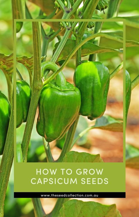 green capsicums on a tree Growing Capsicum, Grow From Seed, Green Capsicum, Capsicum Annuum, Seed Collection, Soil Ph, Growing Seeds, Kitchen Garden, How To Grow