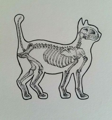 Cat Bones Drawing, Cat Bones Tattoo, Skeleton Cat Drawing, Cat Skeleton Drawing, Skeleton Cat Tattoo, Animal Skeleton Drawing, Cat Skeleton Tattoo, Animal Skeleton Tattoo, Bones Drawing