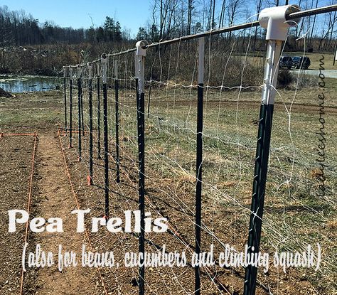 How to Build Pea Trellis (also for Cucumbers, Beans, and Squash) Trellis For Peas, Build A Trellis, Squash Trellis, Cucumber Trellis Diy, Bean Trellis, Grafting Fruit Trees, Pea Trellis, Snow Pea, Tomato Trellis