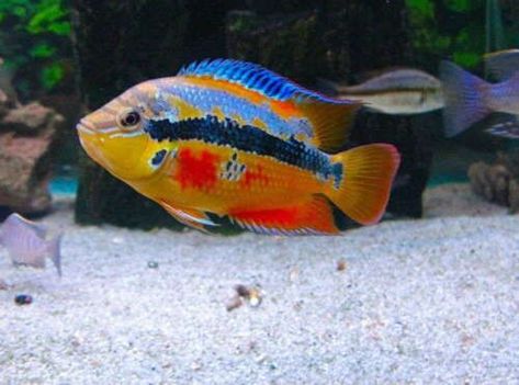 The Salvin's cichlid, also known as the yellow-belly cichlid or tricolored cichlid, is a species of the family Cichlidae. It is found in rivers of the Atlantic slope of southern Mexico, Belize, and Guatemala. American Cichlid, African Cichlid Aquarium, South American Cichlids, Cichlid Aquarium, Cichlid Fish, Tropical Fish Aquarium, Tropical Freshwater Fish, Tropical Aquarium, Freshwater Aquarium Fish