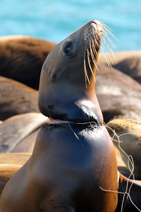 Suffering Seal Not Safe In Its Own Habitat La Pollution, Stop Animal Cruelty, Ocean Conservation, Save Earth, Wild Life, Animal Rights, Ocean Life, Sea Life, Animal Kingdom