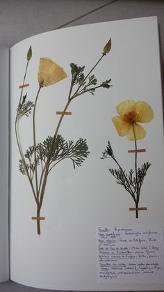 Dried Flowers Scrapbook, Flower Pressing Journal, Herbarium Book Ideas, Herbarium Aesthetic, Pressed Flowers Ideas, Pressed Flower Journal, Herbarium Art, Botanical Sketchbook, Flower Journal