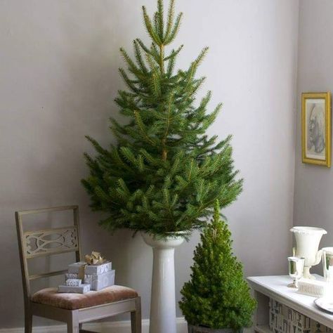 Matthew Mead (@matthewmeadstyle) • Instagram photos and videos Small Christmas Trees Decorated, Christmas Contests, Small Christmas Tree, Christmas Tree Stand, Christmas Time Is Here, Natural Christmas, Small Christmas Trees, Tree Stand, Holiday Inspiration