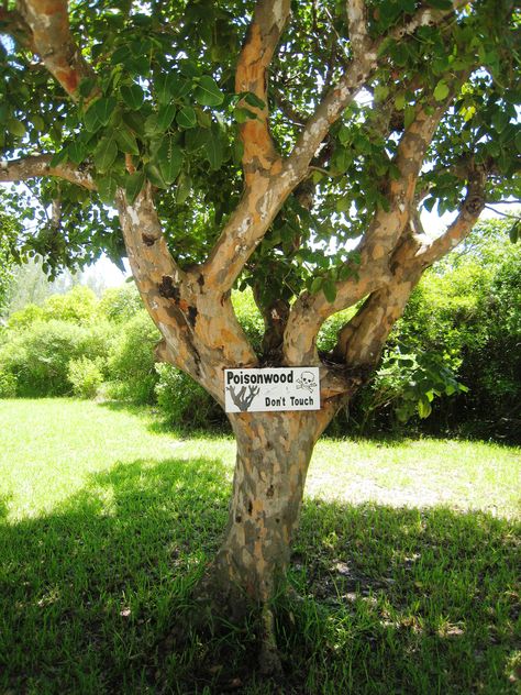 Bahamian Poisonwood Tree, well not this one! The Poisonwood Bible Aesthetic, The Poisonwood Bible, Bible Aesthetic, Abaco Bahamas, Tree Species, Bible Images, Tree Houses, Island Home, Small Island