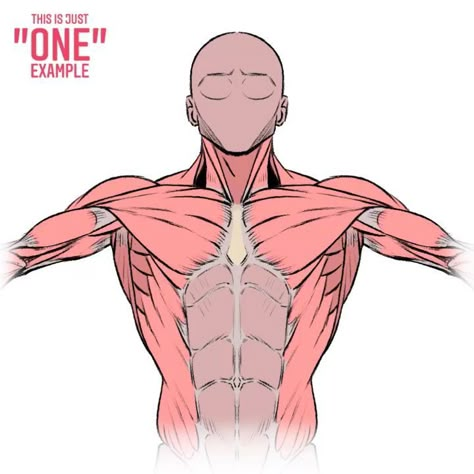 Adrien Gromelle on Instagram: “this is just an exemple of anatomy study. pectoral and abs contraction. this is not the demonstration of a precise fitness exercice it’s…” Ab Anatomy, Art Improvement, Anatomy Tips, Male Body Drawing, Human Muscle Anatomy, Human Anatomy Reference, Drawing Anime Bodies, Anatomy Bones, Anatomy Practice